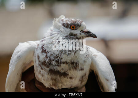 Red Eye Full HD Pigeon blanc à la main, battant moment, pigeon du Bangladesh Banque D'Images