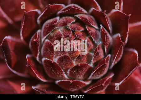 Macro photo de succulentes sempervivum rouge sur une journée ensoleillée Banque D'Images