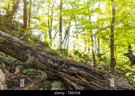 Un vieil arbre pourri se trouve sur une piste touristique dans la forêt. La lumière solaire traverse les branches d'arbres. Banque D'Images