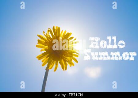Hello summer banner. Nouvelle saison . Carte de bienvenue fleurs jaunes. Le pissenlit contre le ciel bleu. Texte sur la photo. Photo avec une fleur. Dandelio jaune Banque D'Images