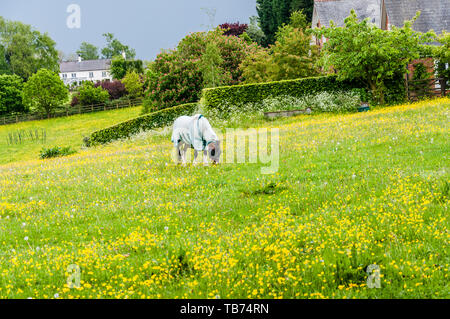 Hertfordshire, England, UK - 18 mai 2019 : dans la région de renoncules Tring Banque D'Images