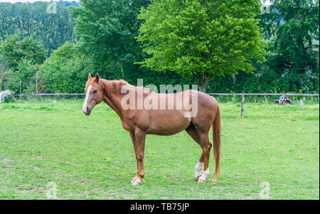Hertfordshire, Angleterre, Royaume-Uni - Mai 18, 2019:cheval en renoncules Tring Banque D'Images
