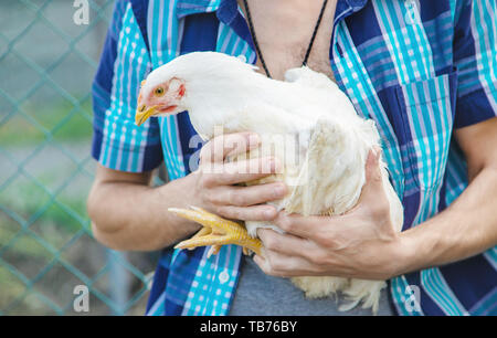 L'homme agriculteur détenant une poule dans ses mains. Focus sélectif. nature. Banque D'Images