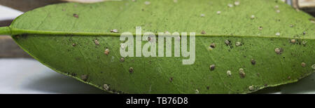 Macro photographie d'une feuille d'orange infectés par l'aleurode floconneux dans spring Banque D'Images