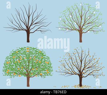 Vector illustration. Saison arbre. Sec, s'épanouir avec feuilles et fruits Illustration de Vecteur