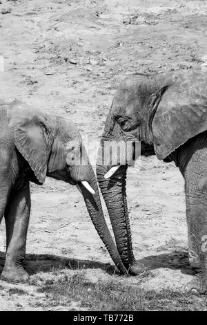 Noir et blanc la photographie animalière : Vue latérale des deux éléphants d'Afrique (Loxodonta) Cow & veau, mère/enfant, trunks ensemble en face de l'autre. Banque D'Images