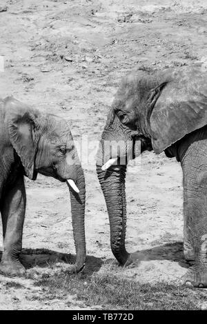 Photographie d'animaux noir et blanc : vue latérale rapprochée de deux éléphants d'Afrique ensemble (Loxodonta) vache et veau, mère/bébé, malles l'un face l'autre. Banque D'Images