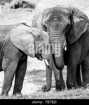 Gros plan monochrome montrant une affection forte, un lien, un amour entre le veau de l'éléphant d'Afrique et sa mère (Loxodonta) ensemble. Éléphants en captivité. Banque D'Images