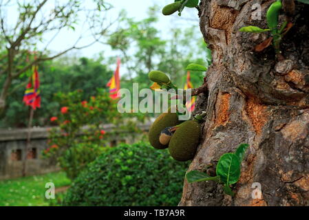 Jackfruits croissant sur un arbre avec close up of trunc et Vietnam festival traditionnel drapeau dans l'arrière-plan avec le rouge, bleu, jaune, vert, rouge. Banque D'Images