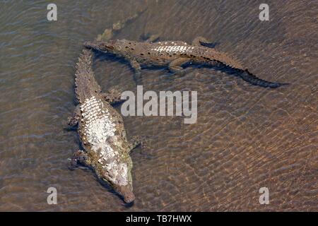 American des crocodiles (Crocodylus acutus) reste dans l'eau, Rio Herradura, Parc National Carara, province de Puntarenas, Costa Rica Banque D'Images