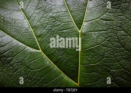 Feuille de mammouth (Gunnera insignis) dans la forêt de nuages, Reserva Bosque Nuboso Santa Elena, province de Guanacaste, Costa Rica Banque D'Images