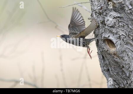 L'Étourneau sansonnet (Sturnus vulgaris), ancien oiseau vole hors de la grotte de nidification dans l'arbre, Tyrol, Autriche Banque D'Images