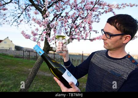 Tests échanson le vin blanc en face d'un moulay, amande, Palatinat Burrweiler Trail, route des vins allemande, Rhénanie-Palatinat Banque D'Images