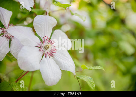 Clematis armandii. Floraison parfumée au printemps evergreen clematis avec de jolies fleurs blanc pâle.fleurs de clématites bush en jardin d'été.Copy space Banque D'Images