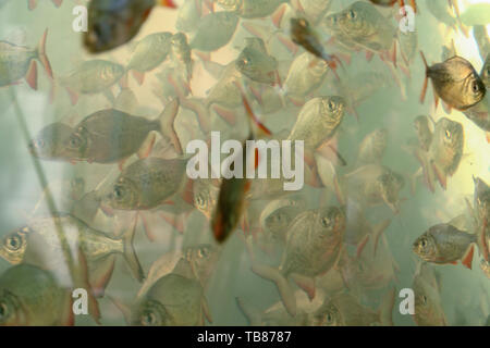 Mariano Roque Alonso, Paraguay. Jul 20, 2006. Le piranha à ventre rouge (Pygocentrus nattereri) aka piranha rouge couleur argent, les juvéniles à des points plus foncés, les poissons en aquarium, Mariano Roque Alonso, Paraguay. Banque D'Images