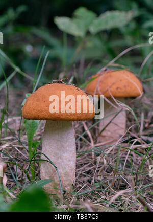 Red-capped scaber stalk mushroom fermer jusqu'à l'automne, la forêt de Bialowieza, Pologne, Europe Banque D'Images