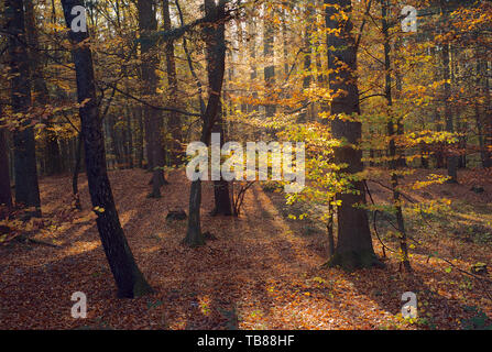 Belle scène d'automne dans la forêt avec des arbres et coloré Feuilles d'orange dans la région de Mostviertel ou de must Quarter dans Autriche Banque D'Images