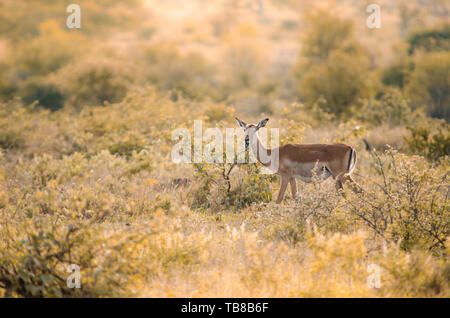 Une seule femme Impala (Aepyceros melampus) entre les terres basses de buissons et arbustes surlignée en jaune d'hues au coucher du soleil dans le parc national Kruger r jeu Banque D'Images