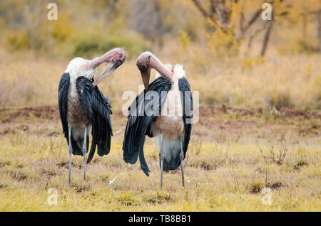 Deux vautours à dos blanc (gyps africanus) debout dans l'herbe le toilettage eux-mêmes, à l'entrée du parc national Kruger, une réserve en Afrique du Sud Banque D'Images