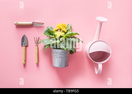 Arrière-plan de jardinage avec arrosoir et gerbera sur fond rose. Vue de dessus. Banque D'Images