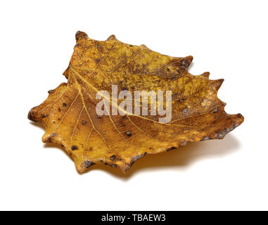 Séché automne tremble, Populus tremula feuille. Isolé sur fond blanc. Vue rapprochée. Banque D'Images