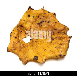 Sec automne tremble, Populus tremula feuille. Isolé sur fond blanc. Vue rapprochée. Banque D'Images