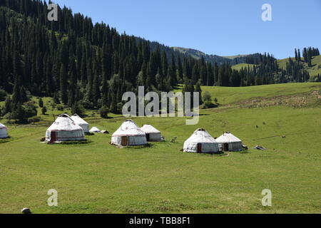 Photographié en août 2018 dans Narati Prairie, Xinjiang, montagnes au loin, les bois de montagne, vert prairie, pâturage du bétail et des moutons dans la prairie, tentes d'éleveurs parsemé de l'herbe. Banque D'Images