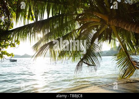 Close-up de feuilles de palmier d'un arbre la Baie Lazare, l'île de Mahé, Seychelles Banque D'Images