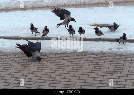 Un troupeau de corneilles gris dans la ville, de grands oiseaux corbeaux en hiver Banque D'Images