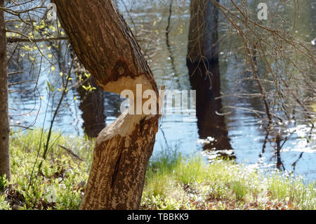 Arbre rongé par le Castor Le castor, traces de dents sur un tronc d'arbre Banque D'Images