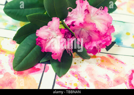 Branche d'azalées sur un pittoresque arrière-plan. Fleurs photo. Banque D'Images