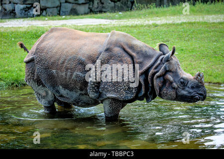 Le Rhinocéros indien, Rhinoceros unicornis est également appelé rhinocéros à une corne et Asiatiques rhinocéros à une corne et appartient à l'Rhinocerot Banque D'Images