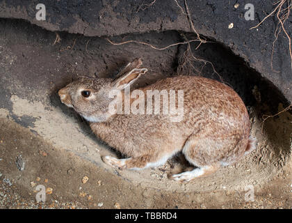 Scène d'un lapin sauvage dans un terrier. Oryctolagus cuniculus Banque D'Images