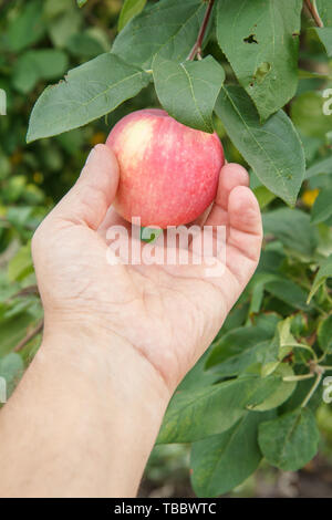 Cueillette à la main jardinier red apple. Main mâle atteint pour les pommes sur l'arbre Banque D'Images