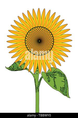 La tête d'une grande plante de tournesol isolé sur fond blanc Illustration de Vecteur