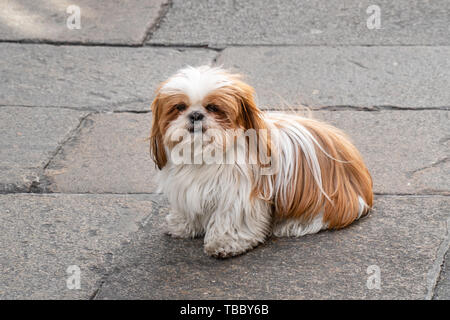 Assis shih tzu chien blanc et brun avec des cheveux sur le pavé. Banque D'Images