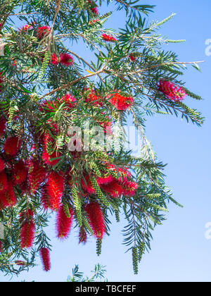 Plante de Callistemon bottlebrush fleurs rouge avec des pleurs d'une brosse fleur contre le ciel bleu, Callistemon Viminalis Banque D'Images