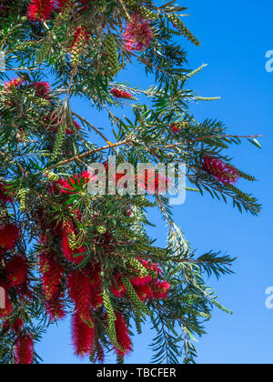 Plante de Callistemon bottlebrush fleurs rouge avec des pleurs d'une brosse fleur contre le ciel bleu, Callistemon Viminalis Banque D'Images