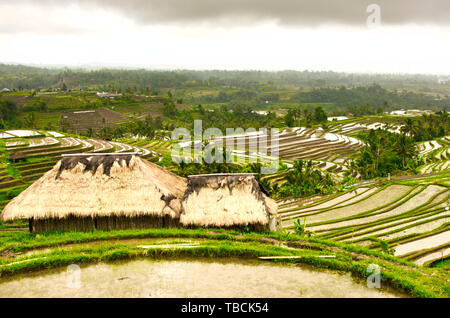 UBUD, BALI, INDONÉSIE - février vers 2019. Rizières en terrasse, de Tegallalang greta place. Ferme avec maison traditionnelle et Banque D'Images