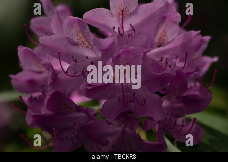 Saison de floraison dans le célèbre parc des rhododendrons dans kromlau, Allemagne Banque D'Images