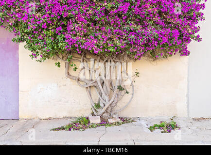 Gros plan sur un arbre branche Paperflower tronc, dont les branches couvrent le mur d'un bâtiment Banque D'Images