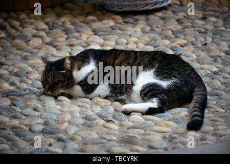 Chat dormant dans la rue à Monterosso Cinque Terre en Italie Banque D'Images