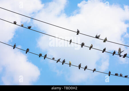 Beaucoup de pigeons sur le fil contre le ciel bleu . Banque D'Images