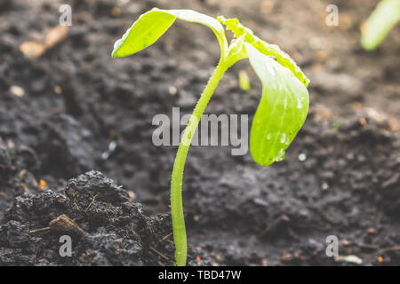 Les jeunes plants de citrouille concombre ou passer de sol, sur les feuilles vertes de goutte de rosée. Les semis de plus en plus dans le jardin, le jardinage Banque D'Images