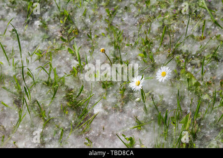 Populus) Tapis de graines de l'herbe avec deux fleurs Daisy Banque D'Images