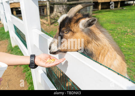 Petite chèvre brune aime être nourris à un zoo en Pennsylvanie Banque D'Images