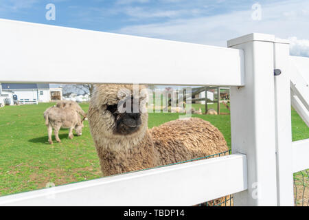 Un Alpaga marron laineux peeking through une clôture blanche sur un Amish farm dans le comté de Lancaster, PA, USA Banque D'Images