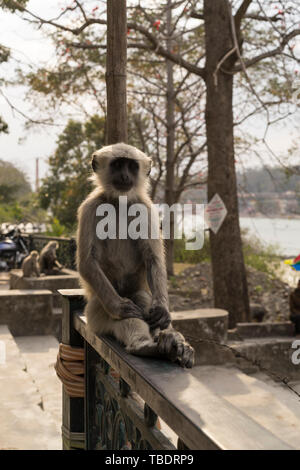 Rishikesh, Uttarakhand / Inde - 0312 En 2019, la ville spirituelle du yoga et méditation fermer le Gange en Inde. Monkey sitting on fence relaxi Banque D'Images