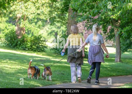 Northampton, Météo. 1er juin 2019. Abington Park, chaud et ensoleillé pour les personnes exerçant leurs animaux de première chose ce matin. Credit : Keith J Smith./Alamy Live News Banque D'Images