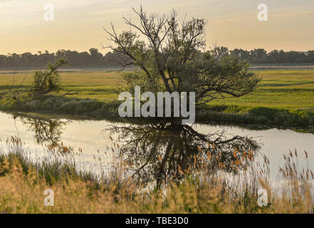 Reitwein, Allemagne. 31 mai, 2019. Chaude lumière brille peu après le lever du soleil sur le paysage à la frontière germano-polonaise Oder. Crédit : Patrick Pleul/dpa-Zentralbild/ZB/dpa/Alamy Live News Banque D'Images